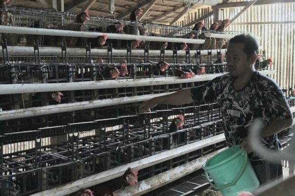 Peternakan Ayam Petelur Pagerungan Kecil Sumenep Penuhi Kebutuhan Pangan Warga