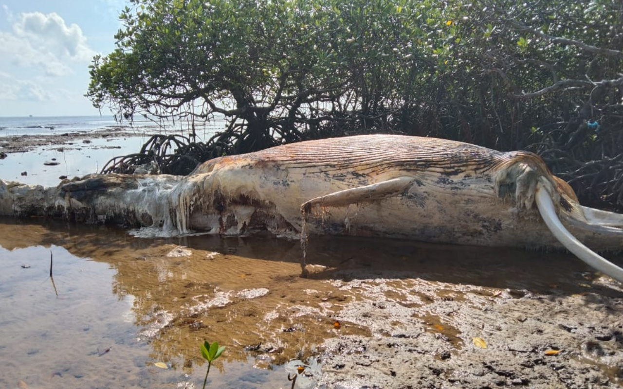 Bangkai Ikan Paus Terdampar di Pulau Masakambing Sumenep