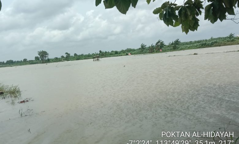 3 Hari Diguyur Hujan, 130 Hektar Padi di Sumenep Terancam Gagal Panen