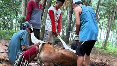 Arisan Daging Sapi, Tradisi Warga Sumenep Madura Jelang Lebaran